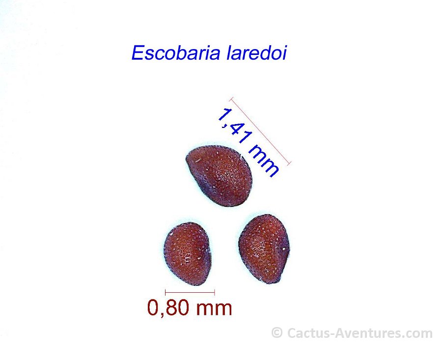 Escobaria laredoi seeds